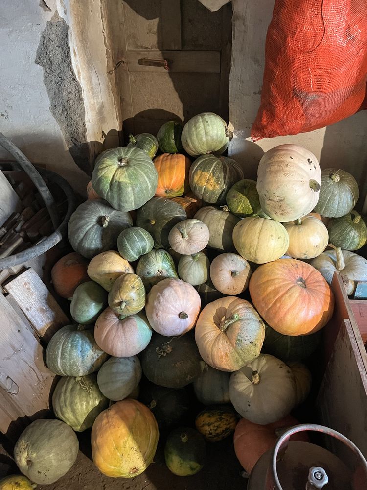 Продам тыкву домашнюю