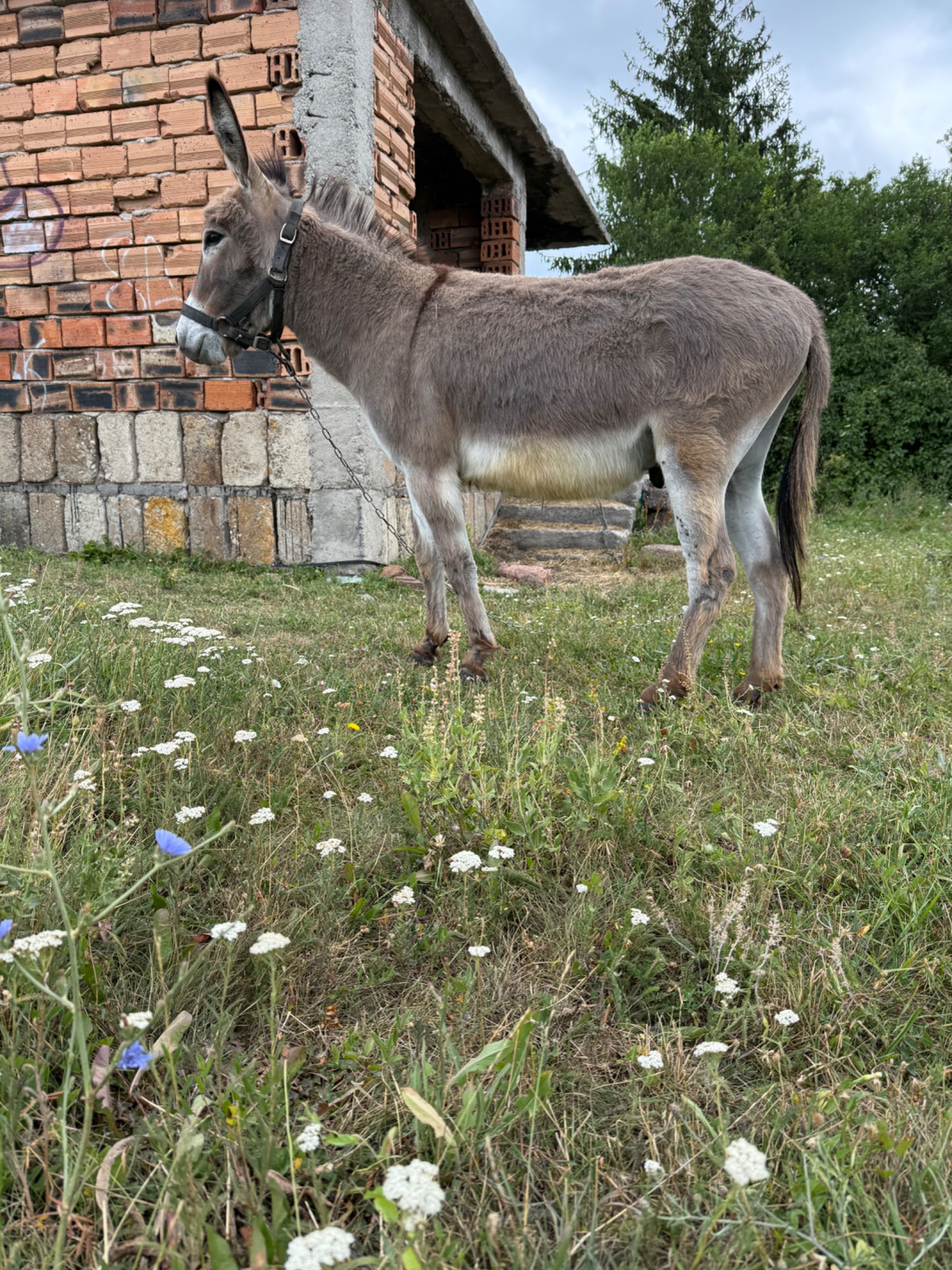 Мъжко магаре кастрат