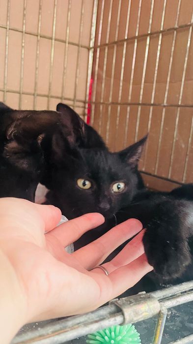 Pisicuțe negre spre adopție