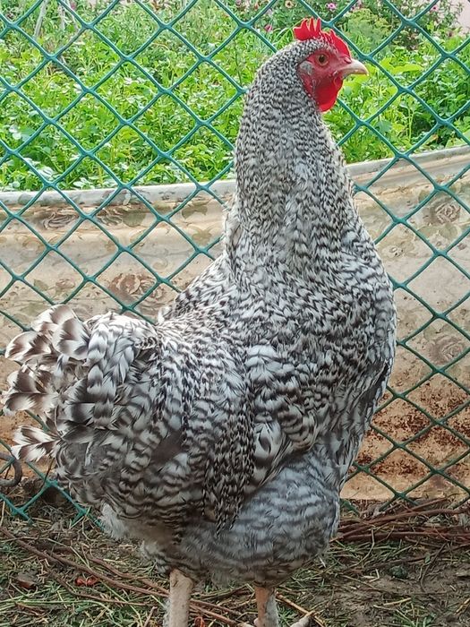 Продам молодых породистых петушков