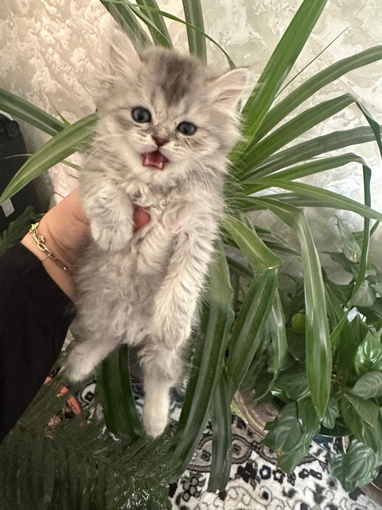 Котята  шиншила хейланд