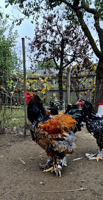 Cocoș brahma portelan vand/schimb