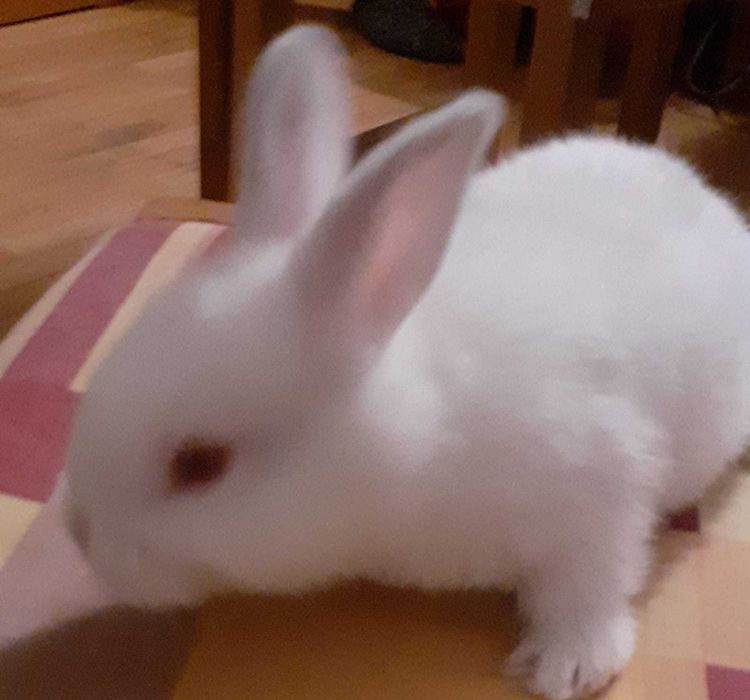Vind iepuroaica cu 6 pui