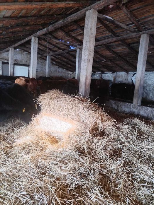 Vand 62ha teren RACHITI ,BOTOSANI ferma 400m TOTAL 260000euro