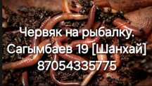 Черви червяк на рыбалку. Адрес Шанхае!!! Сагымбаев 19. ЖУЛДЫЗ ЖАК