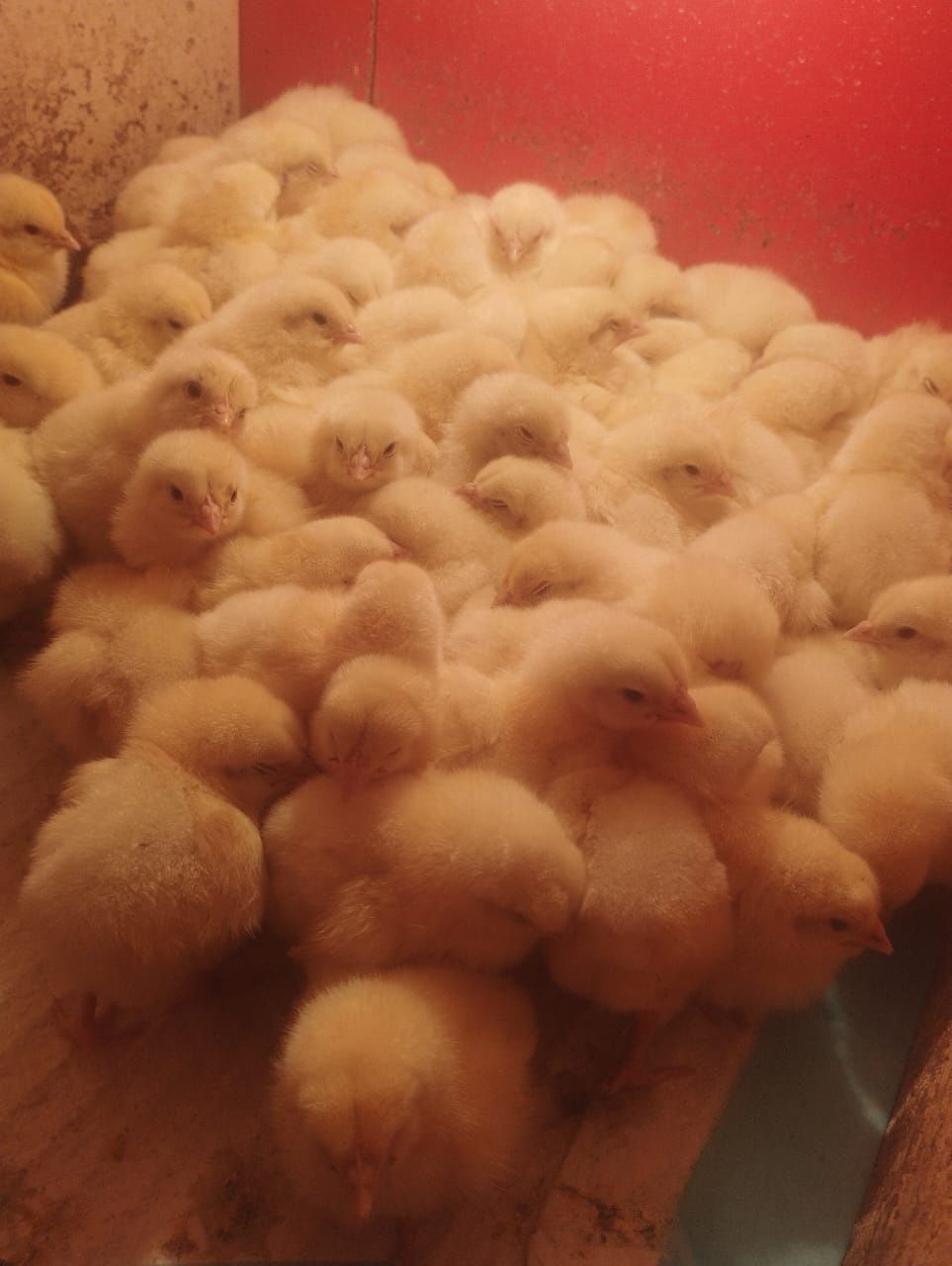 Продам бройлерных домашних цыплят.