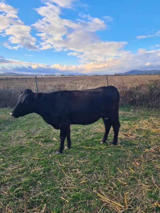 Vand doua vaci angus