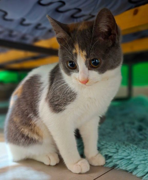 Adoptie pisicita pestrita