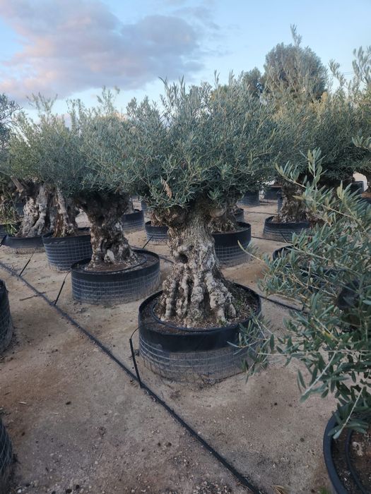 Maslini bonsai maslini seculari