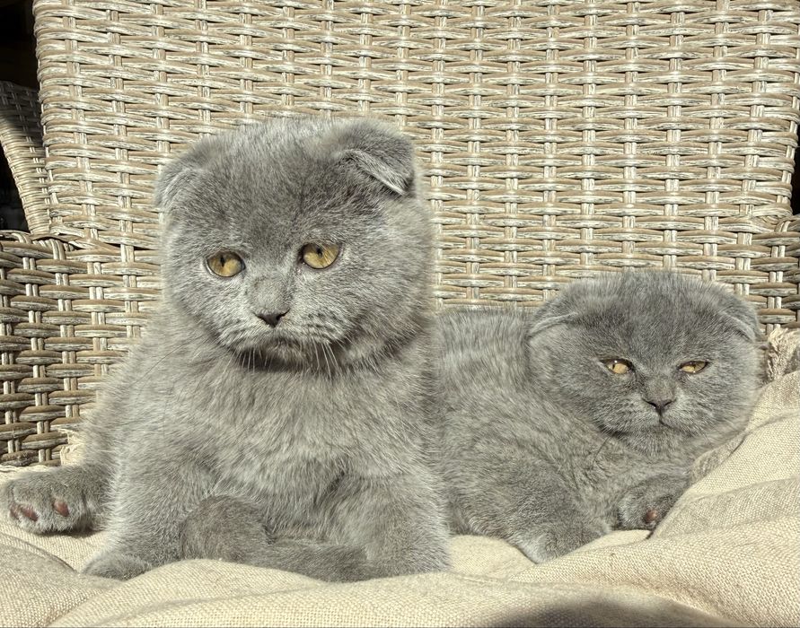 Британски  късокосмести клепоухи