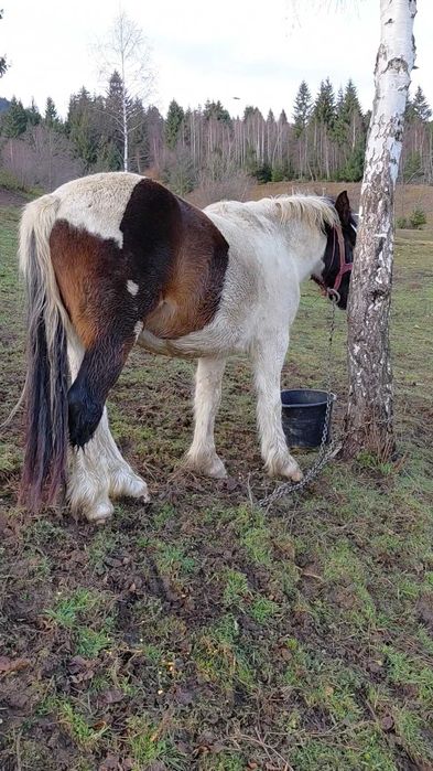 Vând mânz castrat ,un an si 8 luni, foarte cuminte