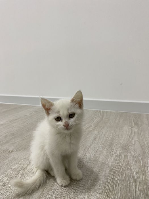 Skotish strayt mushugi sotiladi