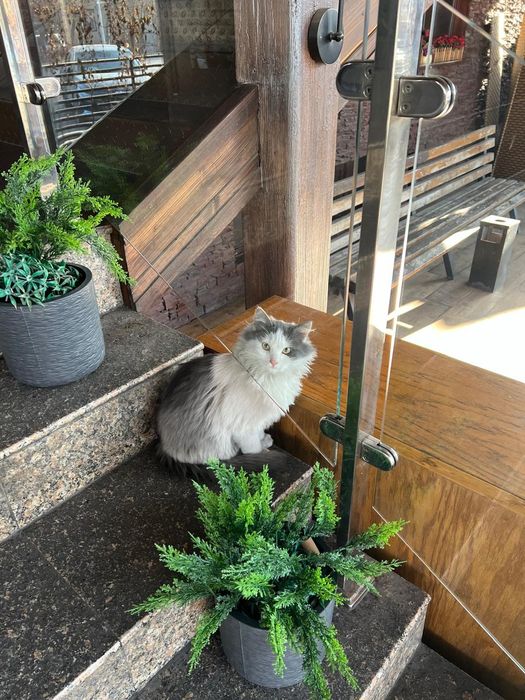 Отдам в добрые руки