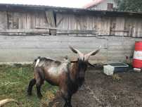 Vând țap Alpin Francez fără pedigree