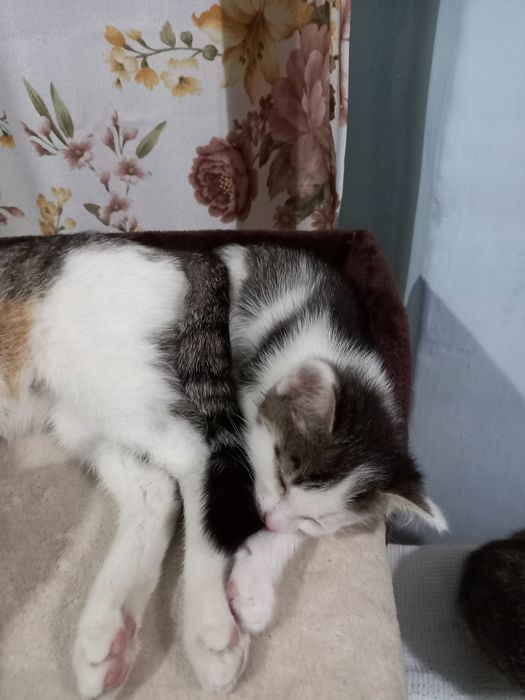 Милые котята ищут любящих хозяев.