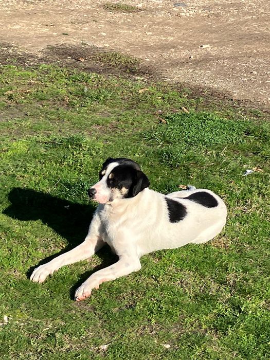 Мъжко куче на 8 месеца