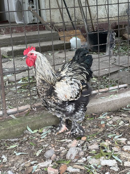 Gaini si cocosi de vanzare