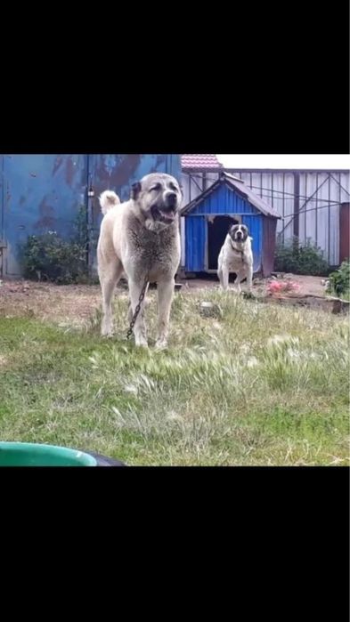 Вязка кабель САО Тобет