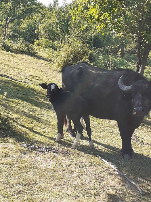 Vand vitei si vitele de bivolita