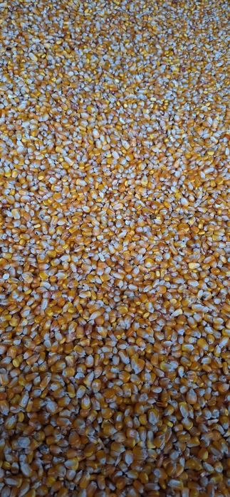 Vând grăunțe din anul  2025!