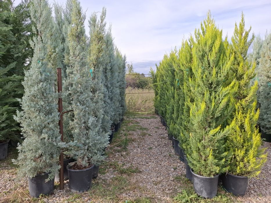 Brazi  și leilandi ieftini  ,,OFERTĂ