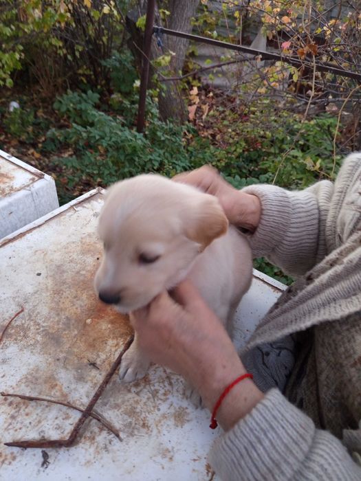 Отдам щенка в хорошие руки/ Жақсы қолдарға күшік сыйлайм