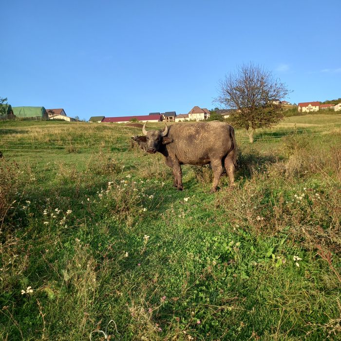Bivolite de vânzare , tinere