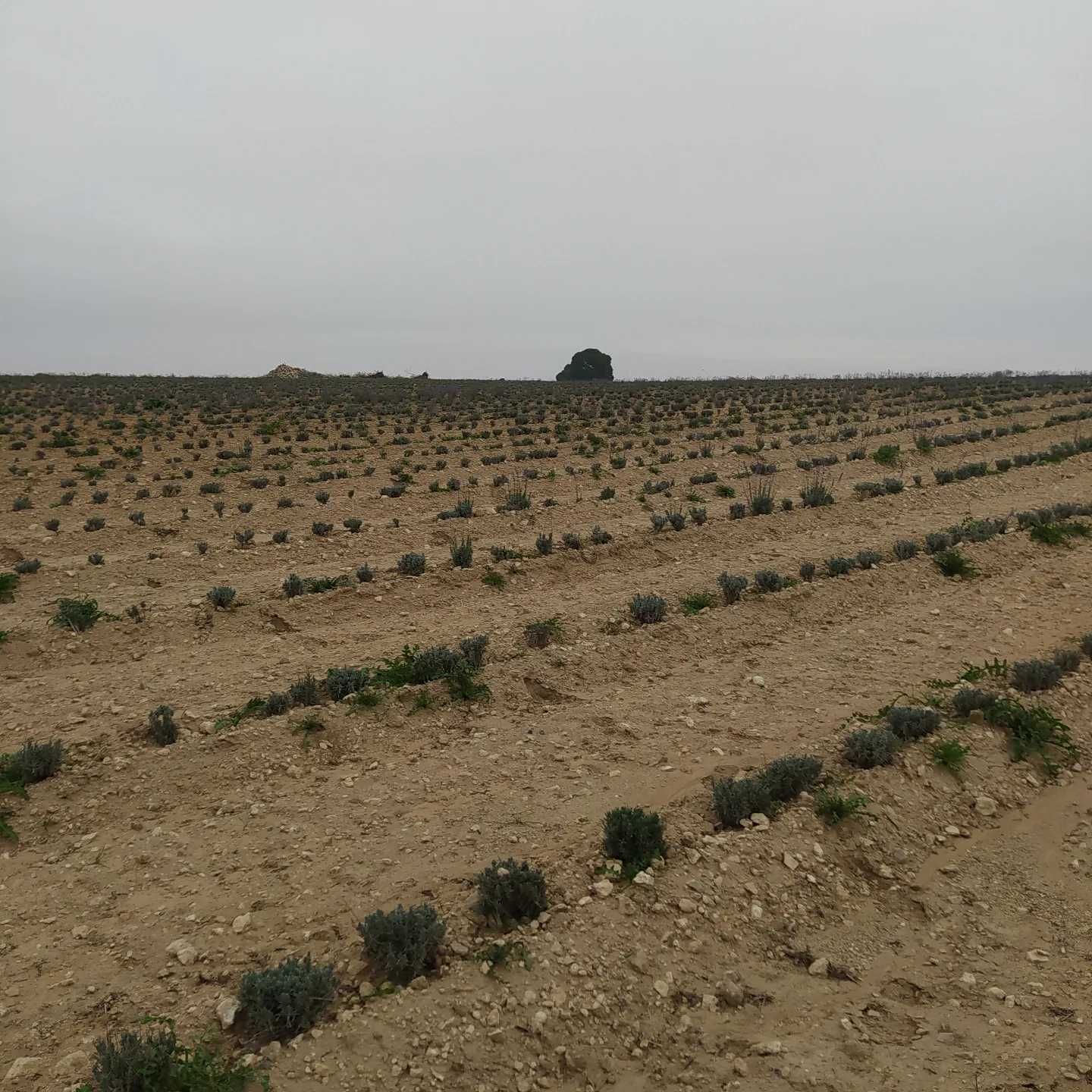 Butasi lavanda sevastopolis campania2024 -2025