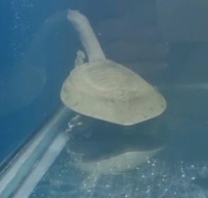 Черепаха водная.Трионикс,размер 20см.В аквариуме Смотрите фото.
