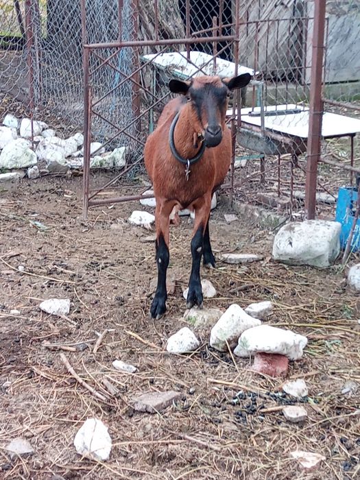 Capra alpina franceza la a 2 fatare