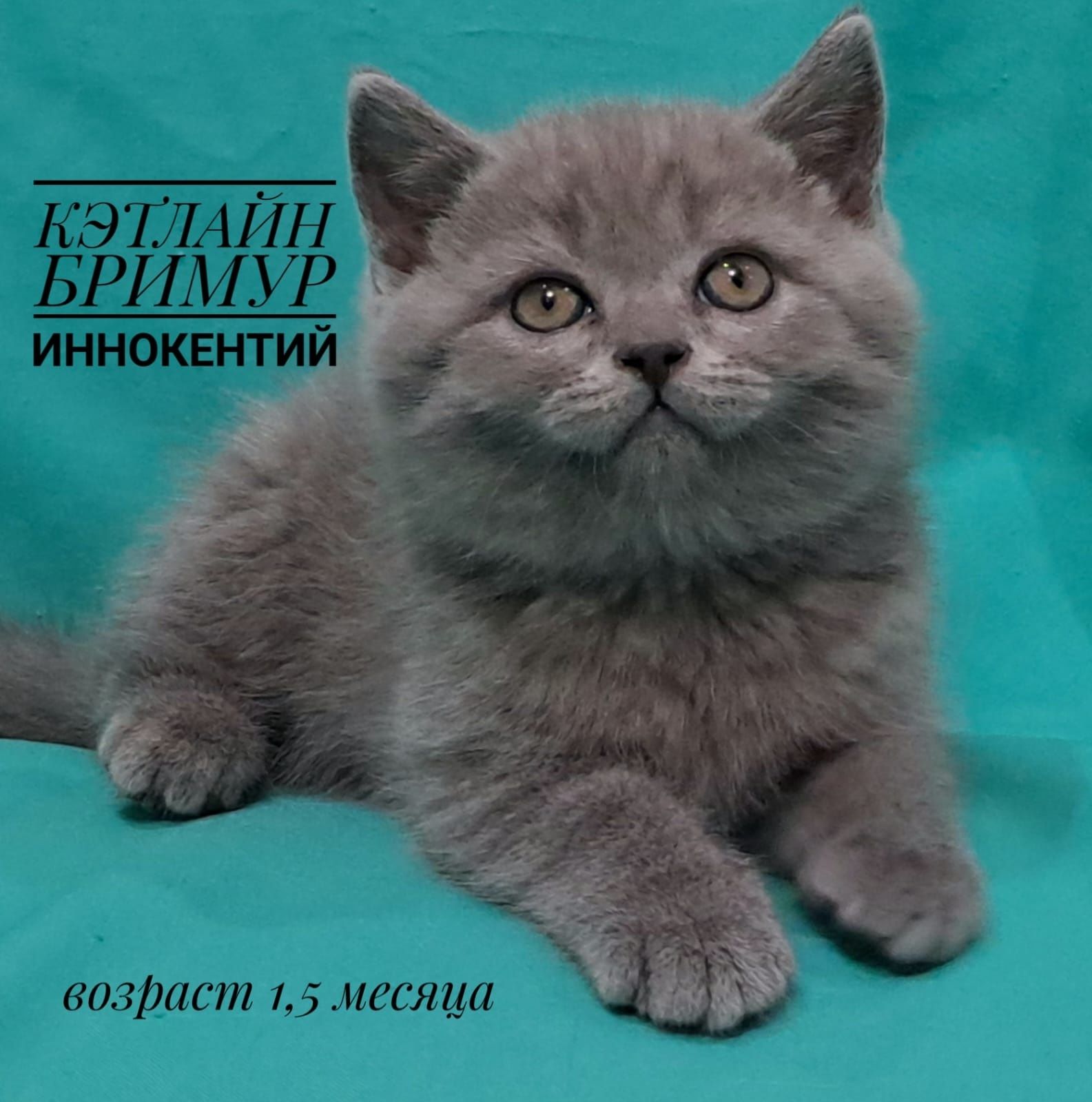 Британские котята из питомника!