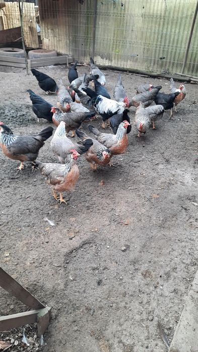 Gaini italiene de anul trecut.