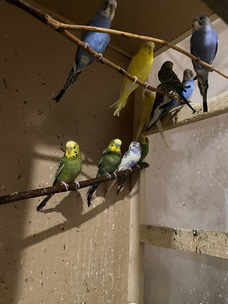 Papagali perusi de vanzare
