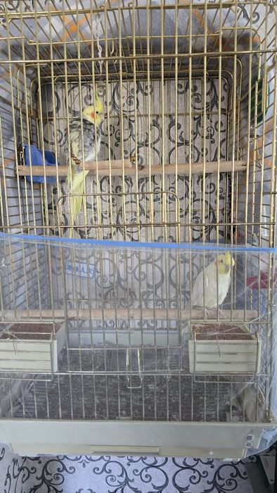 Продам попугаев корелла