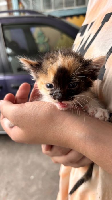 Котята бесплатно