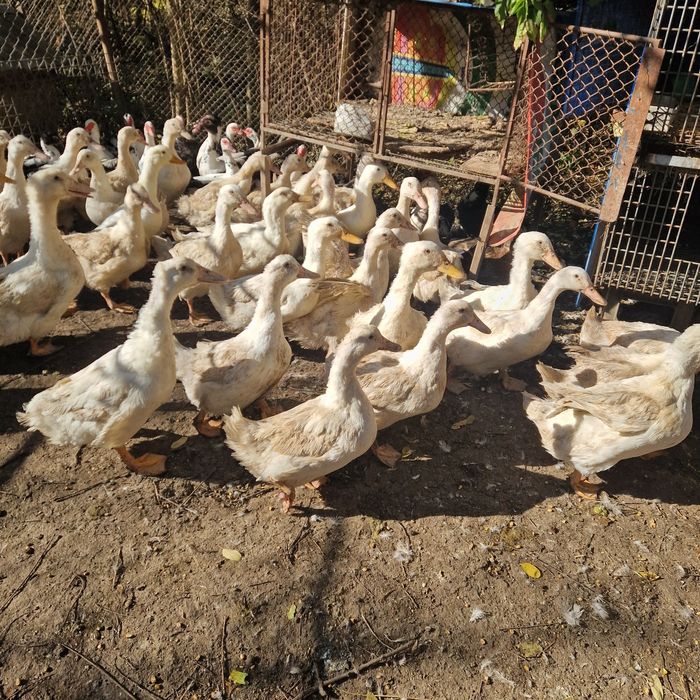 Rațe mulard si gâște  lesesti