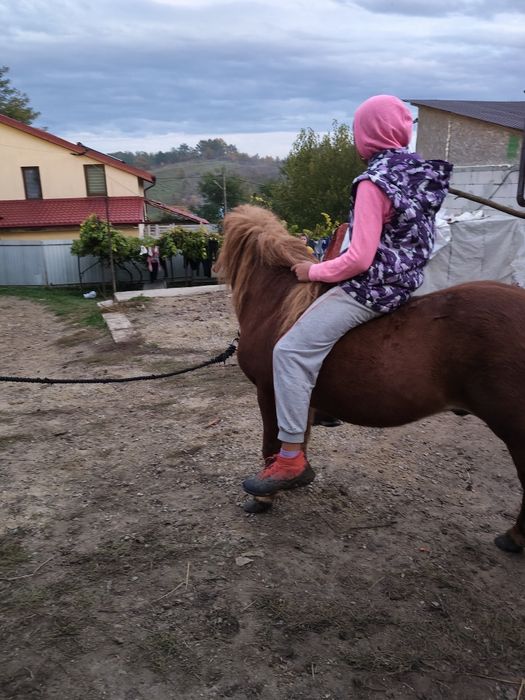 Vând urgent ponei armăsar foarte cuminte