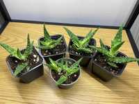 Aloe Humilis (baby plants) 5lei/buc