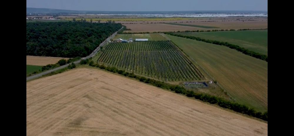 Afacere plantatie fructe