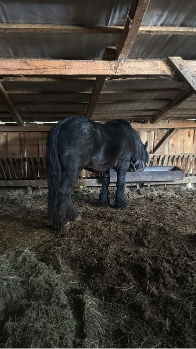 Vând armasar ardenez de 3 ani