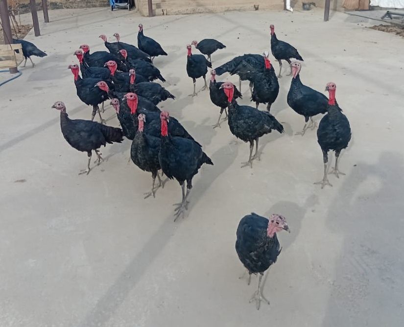 Продам Индюк-36шт.каждый по 12000тг.