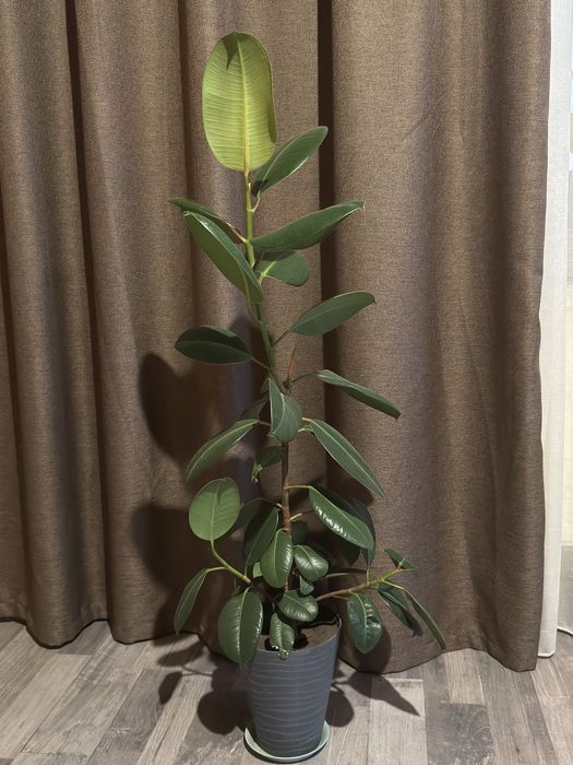 Фикус каучуконосный 90 см высота