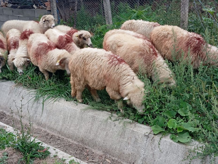 Vând 12 oi țurcane