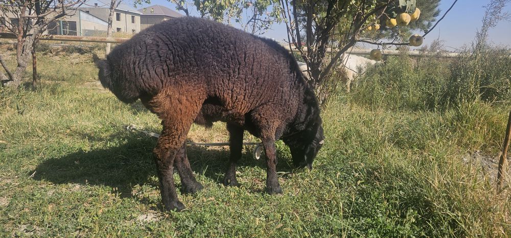 Кучкор сотилади.