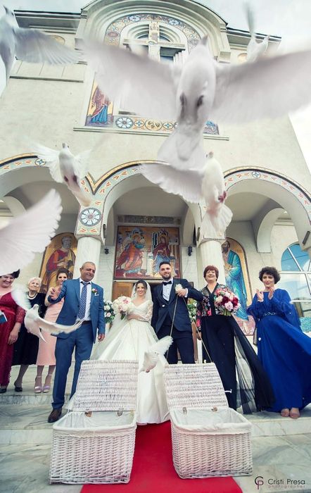 Porumbei Albi Evenimente Constanta