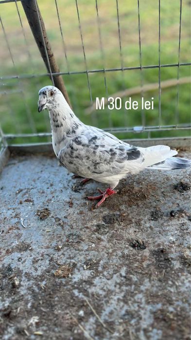 Vand porumbei voiajori