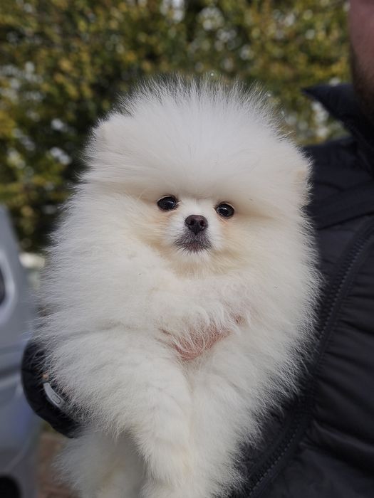 Померани на 3 месеца