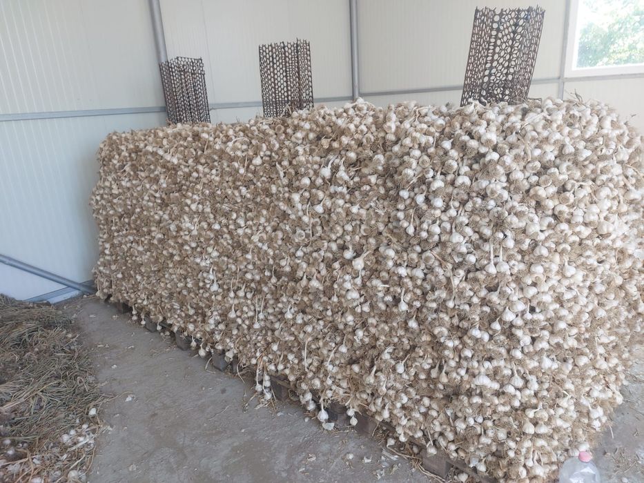 Usturoi de primavara