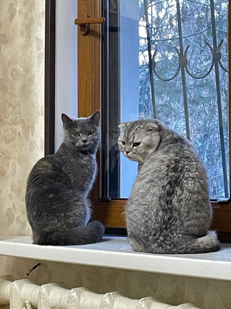 Котёнок Мушук болалари