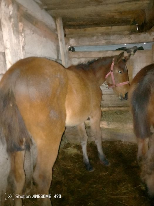 Продам 2 тайчика 1 крупный 1 средний  цена 750